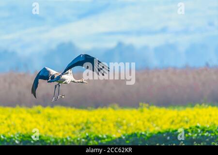 Gru comune (Grus grus) un gregge in volo in zone umide, questo uccello è una grande specie migratoria gru che vive in prati umidi e paludi. PhotoGrap Foto Stock