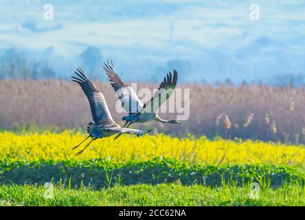 Gru comune (Grus grus) un gregge in volo in zone umide, questo uccello è una grande specie migratoria gru che vive in prati umidi e paludi. PhotoGrap Foto Stock