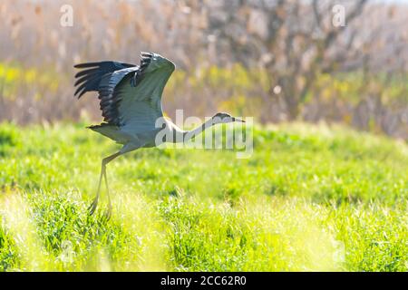 Gru comune (Grus grus) un gregge in volo in zone umide, questo uccello è una grande specie migratoria gru che vive in prati umidi e paludi. PhotoGrap Foto Stock