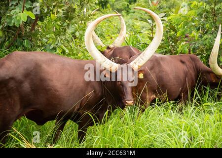 I bovini di Longhorn Ankole sono allevati nell'Uganda settentrionale, Africa orientale Foto Stock