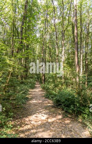 La passeggiata circolare intorno Collin Park Wood Riserva Naturale e SSSI - un'area di antichi boschi vicino Upleadon, Gloucestershire UK - antico coppide. Foto Stock