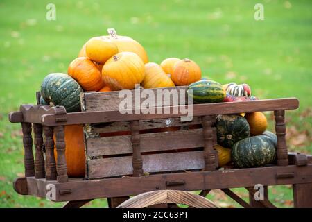 un corvo pieno di zucche pronte per essere scolpite halloween Foto Stock