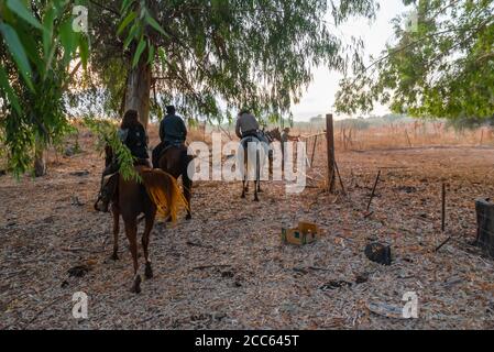 Passeggiate a cavallo nella valle di Jezreel, Israele. Foto Stock