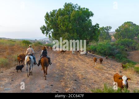 Passeggiate a cavallo nella valle di Jezreel, Israele. Foto Stock