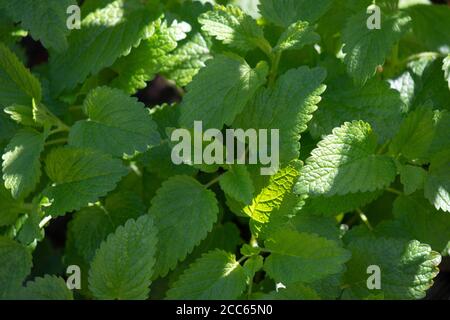 Balsamo di limone biologico fresco (Melissa officinalis) in giardino Foto Stock