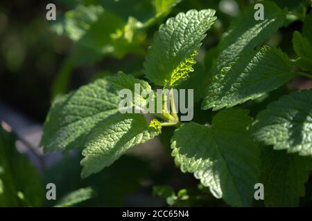 Balsamo di limone biologico fresco (Melissa officinalis) in giardino Foto Stock