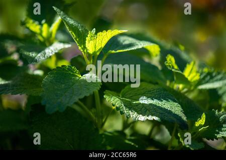 Balsamo di limone biologico fresco (Melissa officinalis) in giardino Foto Stock