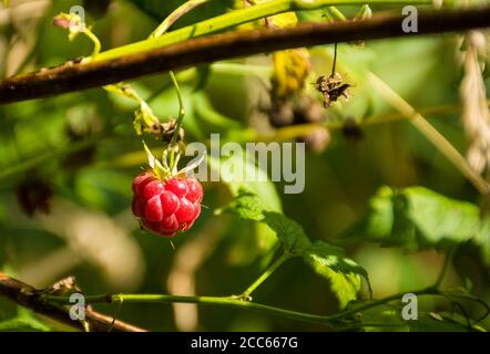 Lampone fresco biologico selvaggio sul cespuglio con foglie verdi, primo piano Foto Stock