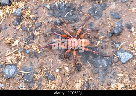 Woodhouse Spider (Dydera crocata) in Ricerca di cibo Foto Stock