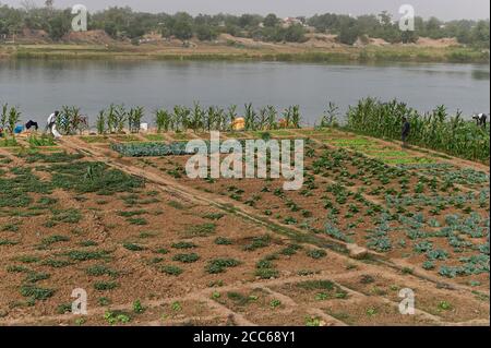 MALI, Kayes, fiume Senegal, campi di verdure irrigati nella città / Senegal Fluss, Gemüseanbau durch Bewässerung Foto Stock