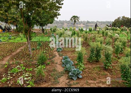 MALI, Kayes, fiume Senegal, campi di verdure irrigati nella città / Senegal Fluss, Gemüseanbau durch Bewässerung Foto Stock