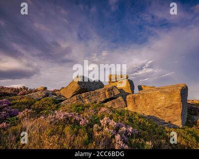 Peak District sopra Langset Res, tramonto serale con la erica in piena fioritura Foto Stock