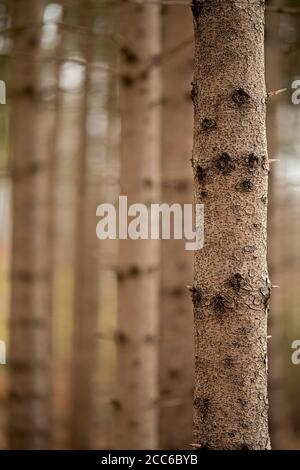 tronchi sottili di abete rosso con corteccia ruvida e bushole nel bosco di conifere Foto Stock