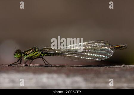 Teneral Damselfly dagli occhi rossi, Erythromma najas Foto Stock