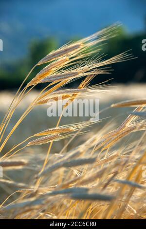 Orecchie di farro organico (Triticum spelta) in un campo all'alba Foto Stock