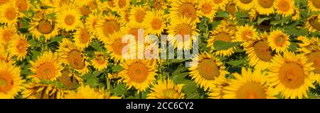 Campo di girasole al mattino Foto Stock