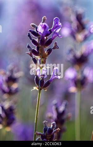 Ramoscio di fiori di lavanda selvatici in montagna. Vista ravvicinata Foto Stock