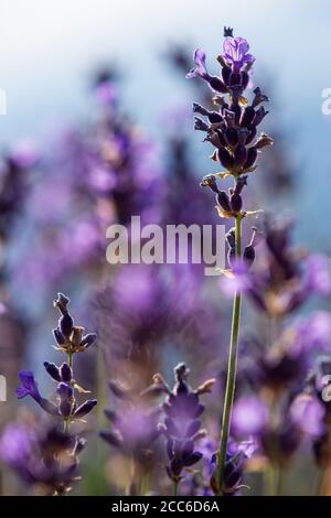 Ramoscio di fiori di lavanda selvatici in montagna. Vista ravvicinata Foto Stock