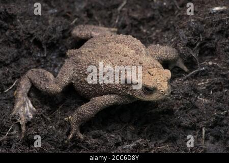 Guardando verso il basso su un rospo comune seduto si stese su uno sfondo di fango di composto scuro. I grumi rossi sono insoliti, visibili come immagine del corpo intero. Foto Stock