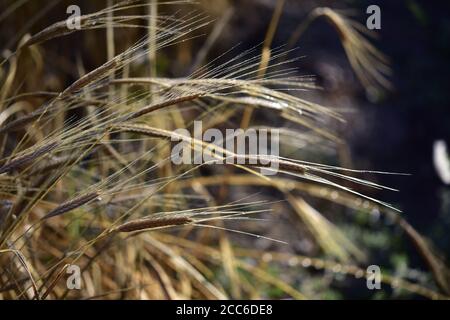 Orecchie di farro organico con gocce di rugiada all'alba, sfondo sfocato, Hautes Alpes, Francia Foto Stock