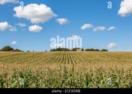Coltivazioni di mais che crescono nella campagna del Sussex su un soleggiato tarda estate giorno Foto Stock