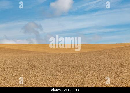 Campi d'oro nelle Downs del Sud in Sussex, pronti per essere raccolti Foto Stock