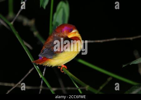 Dormendo rufous-backed Kingfisher, Ceyx rufidorsa Foto Stock