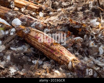 Mais benedetto in una cerimonia voodoo, Dankoli, Benin Foto Stock