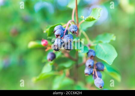 Amelanchier alnifolia, il saskatoon, Pacifico serviceberry, occidentale serviceberry sui rami di un albero raccolto bacche. Fuoco selettivo Foto Stock