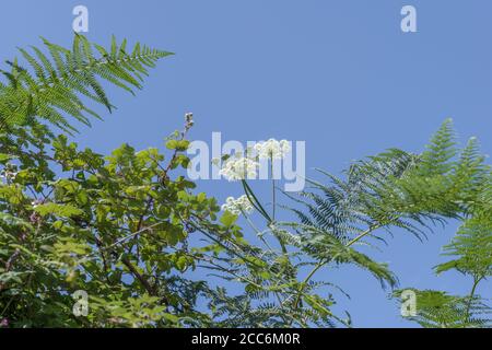 Hogweed / mucca pastinaca - fiori di comune umbellifer Hogweed / Heracleum sphondylium crescente nella siepe bank contro il Cielo di estate blu. Foto Stock