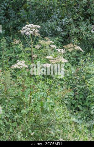 Hogweed / Cow Parsnip - fiori di comune ombellifero Hogweed / Heracleum sphondylium che cresce in campo hedgerow. Comune Regno Unito erbaccia di agricoltura. Foto Stock