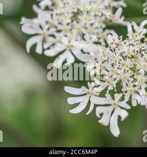 Macro primo piano di Hogweed / Cow Parsnip fiori. Un comune Regno Unito umbellifer erbaccia la linfa di cui può blister pelle. Erbacce comuni UK. Foto Stock