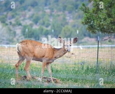 Wild Mule Deer nella campagna del Delta Colorado Foto Stock