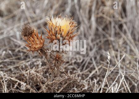 Fiore asciutto e spinoso, foto in primo piano con messa a fuoco morbida selettiva Foto Stock