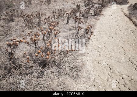 I fiori secchi e spinosi crescono lungo la polverosa strada rurale, foto ravvicinata con messa a fuoco selettiva Foto Stock