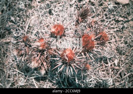 Fiori secchi e spinosi, foto ravvicinata con messa a fuoco selettiva Foto Stock