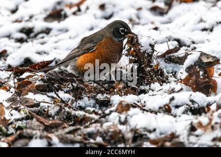 American Robin (Turdus migratorius) cercando cibo in inverno Foto Stock