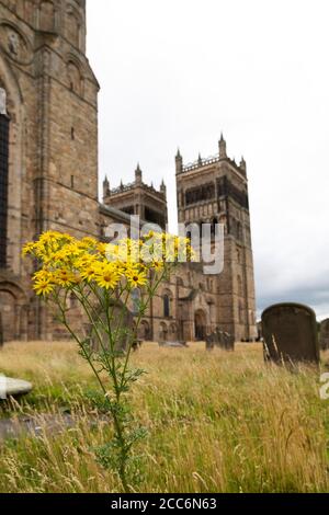 Fiore giallo nel cimitero della Cattedrale di Durham a Durham City, Inghilterra. Il fiore è cresciuto durante il blocco del coronavirus. Foto Stock