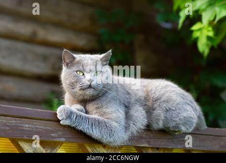 Gatto di shorthair grigio purebred sullo sfondo di un muro di tronchi. Primo piano. Foto Stock