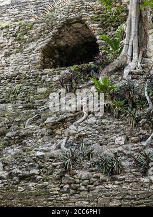 Dettaglio del tempio Maya di Dzibanche in Messico con crescita eccessiva. Foto Stock