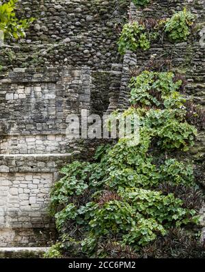 Dettaglio del tempio Maya di Dzibanche in Messico con crescita eccessiva. Foto Stock