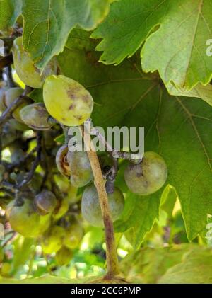 Placca malattia dell'uva su mazzo di uve Foto Stock