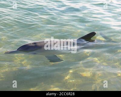 Delfino a collo di bottiglia sulla spiaggia di Monkey mia in Australia Foto Stock