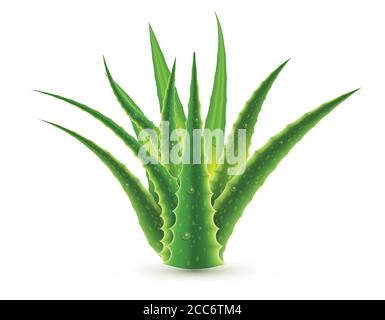 Aloe vera con gocce d'acqua isolate su sfondo bianco. Illustrazione vettoriale. Illustrazione Vettoriale