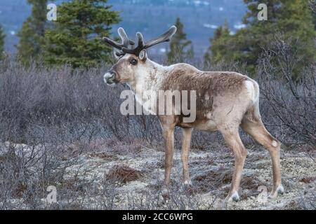 Nord America; Stati Uniti; Alaska; Parco Nazionale di Denali; fauna; Caribou Coffee Company; Rangifer tarandus; molla; Bull, corna di velluto Foto Stock