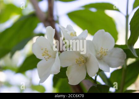 Fiori di gelsomino ai raggi del sole, delicati fiori bianchi da vicino. Foto Stock