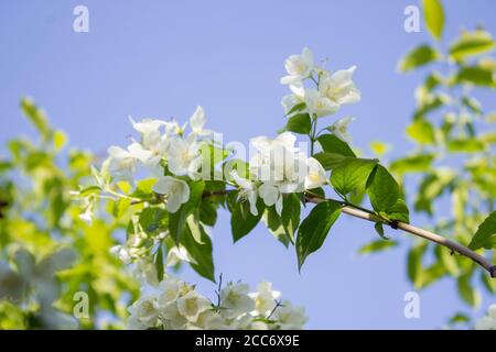 Fiore bianco di gelsomino su sfondo blu Foto Stock