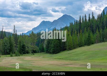 Foto di una radura nel bosco circondato da alberi con le Montagne Rocciose Canadesi in background. Foto Stock
