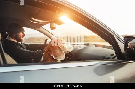 Uomo vestito con calore godendo della moderna auto che guida con il suo cane beagle seduto sul sedile del passeggero del secondo conducente. Viaggiare con animali domestici. Foto Stock