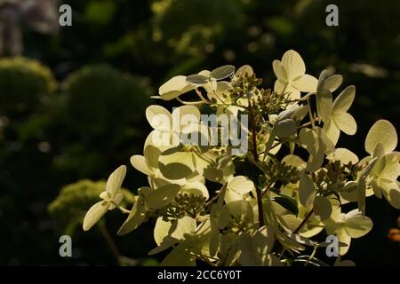 Hydrangea paniculata Wim's Red o Farbsymphonie. Hydrangea paniculata, l'hydrangea panicled Foto Stock